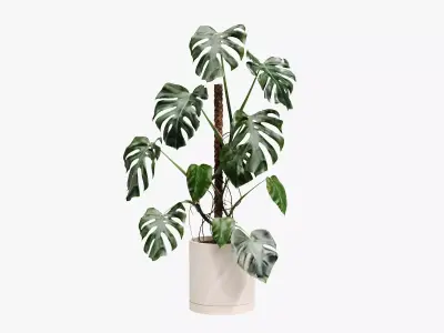 100cm Accurate high-poly Monstera Deliciosa in pot 3D model