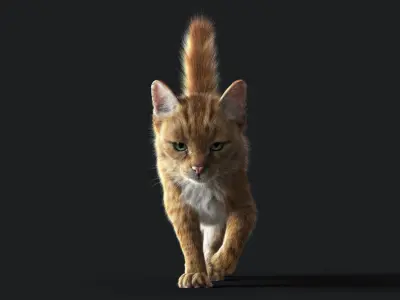Cat Orange Tabby ANIMATED   YETI version 3D model