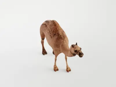 CAMEL RIGGED 3D model
