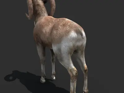 Goat Rigged 01 3D model