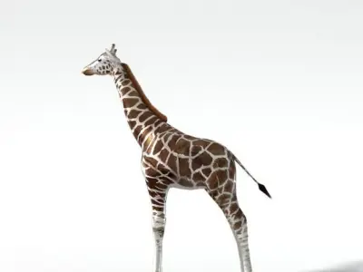 Giraffe Low-poly 3D model