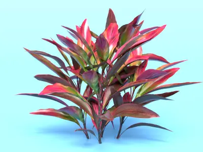 Cordyline Fruticosa Low-poly 3D model