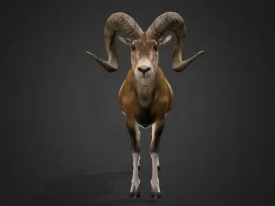 Ovis Ammon Male - Sheep Realistic 3D model