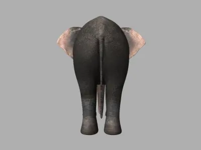 Asian Elephant Rig Low-poly 3D model