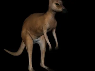 t11-kangroo-adult kangaroo 3D model