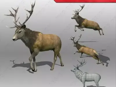 Stag Animated Low-poly 3D model