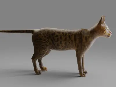 Cat Grey NO Rigged in Blender  Low-poly 3D model