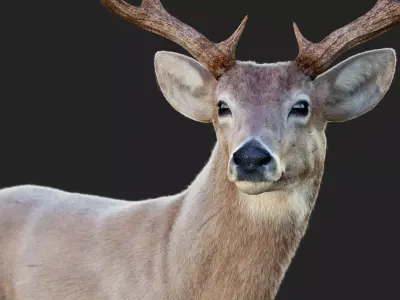 Deer 2025  ANIMATED  XGEN-CORE  3D model