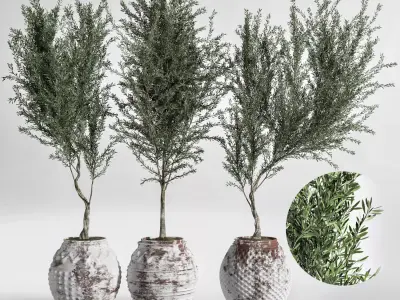 Indoor Plant olive Set 03 3D model