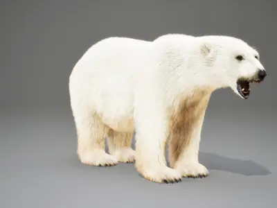 Polar Bear Rig UNREAL project  Maya base rig 3D model