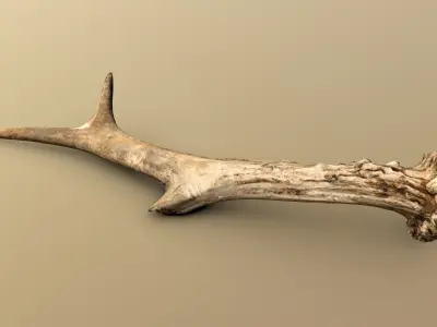 Wild and used deer antler Low-poly 3D model