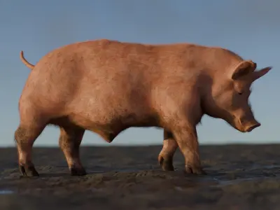 Pig Rigged and Animated 3D Model 3D model