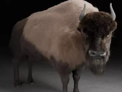bison  3D model