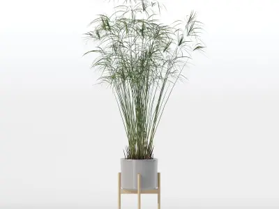 Cyperus papyrus in modern flower pot 3D model