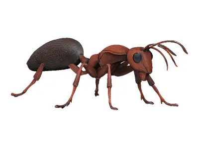 Ant Ant Low-poly 3D model