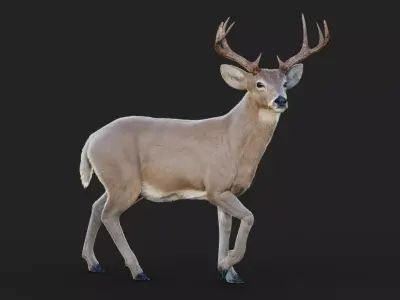 Deer 2025  ANIMATED  XGEN-CORE  3D model