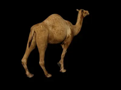 Camel 3D Model with Walk Animation - Game-Ready Low-poly 3D model