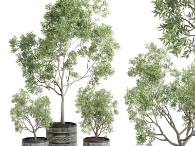 Collection Indoor plant 60 vase handmade pottery plant tree pot 3D model