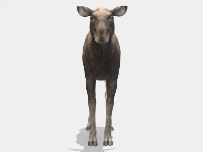 Moose - Cow Low-poly 3D model