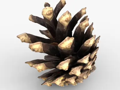 Photorealistic 3D scan of pine conifer cones Collection