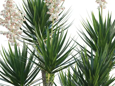 Yucca aloifolia - Spanish bayonet - Aloe yucca Low-poly 3D model
