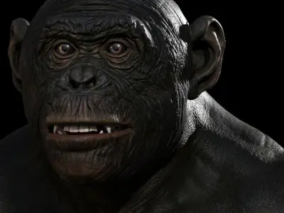 Bonobo High detailed Realistic 3D Model 3D model