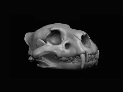 Lion Skull 3D print 3D model