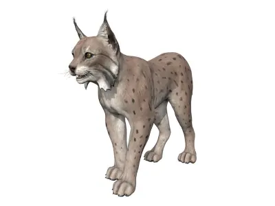 Bobcat  Low-poly 3D model