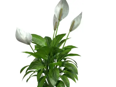 Spathiphyllum peace lily 3D model