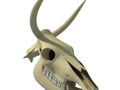 Horn Cow Skull 3D model