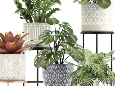 Collection of Exotic plants 3D model