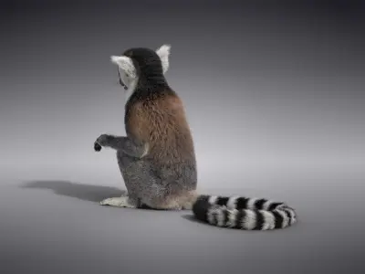 Young Lemurs Animation - VFX Grace 3D model