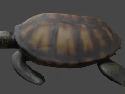 Realistic Turtle 3D Model 3D model
