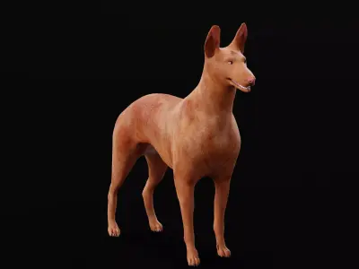 Pharaoh Hound Dog 3D model