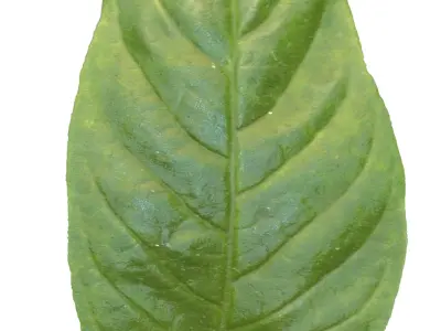 Realestic Car Animation in Blender 3D model