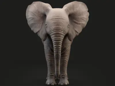 Elephant Baby Rigged 8K Low-poly 3D model