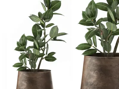 Ficus in a flowerpot for the interior 918 3D model