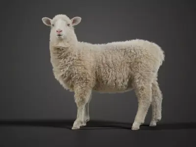 Young Sheep with 1 Animation VFX Grace 3D model