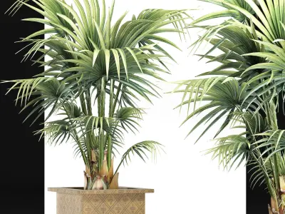 Plants Collection 165 Arabian Sabal Minor 3D model