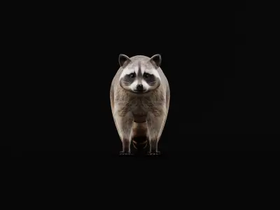 Common Raccoon Mammal Low-poly 3D model