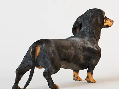 Dachshund 3D model