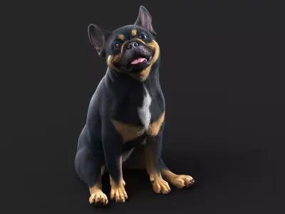 French BullDog  ANIMATED  XGEN-CORE  3D model