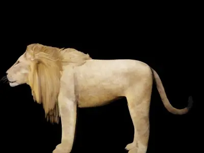 Lion for game 3D model