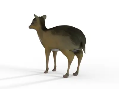 sang kancil Low-poly 3D model