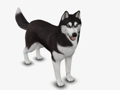 Dog Siberian Husky Low-poly 3D model