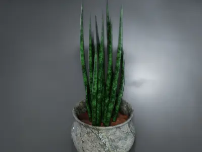 Sansevieria cylindrica - Sword of Ogum Free 3D model