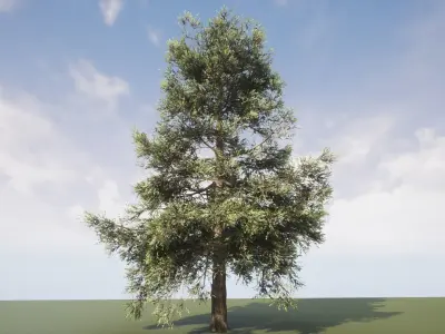 Conifer Tree 006 3D model