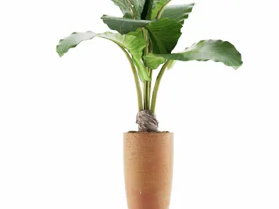 Plants Collection 53 3D model