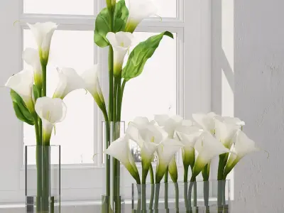 Calla Lily 3D model