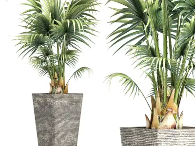 Plants Collection 190 Sabal Minor 3D model